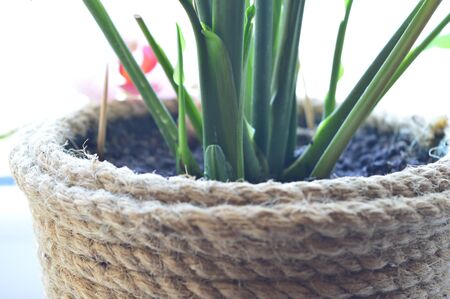 green flower in a basketの写真素材