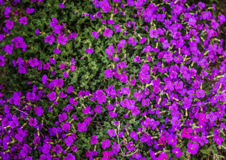 Many small flowers on one plant. Beautiful flowers.の写真素材