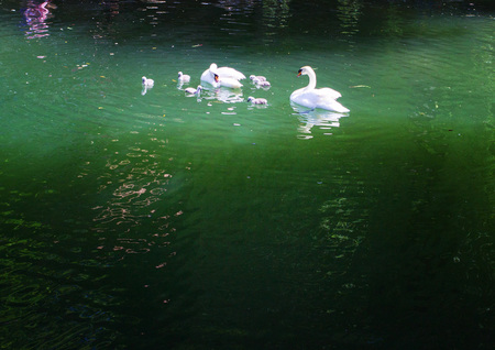 A pair of swans on the water with little kidsの写真素材