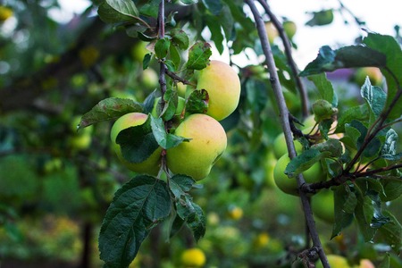 Beautiful apples on the branches. Ripe apples.