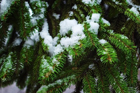 Green branches of conifers covered with snow.の写真素材