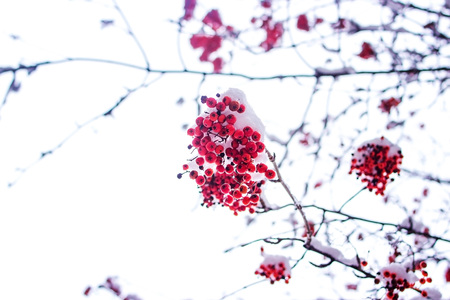 Beautiful rowan fruits on a branch covered with first snow.の写真素材