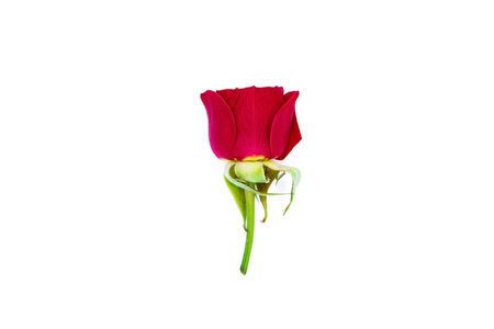 Small flower of a red rose on a white background close-upの写真素材