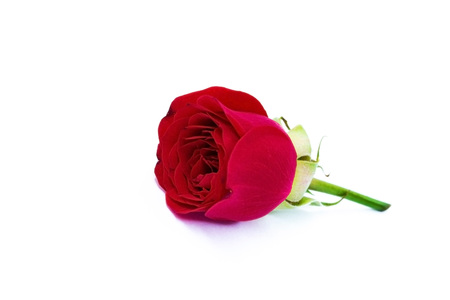 Small flower of a red rose on a white background close-upの写真素材