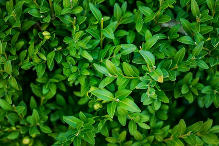 Close up of a boxwood tree with new branchesの写真素材