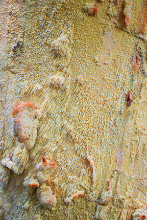 Dark grey bark wood texture of Ginkgo Biloba, also called maidenhair tree