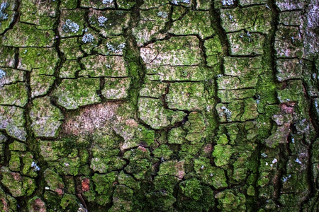 close up showing the bark of a tree covered with moss in spring early in the morningの写真素材