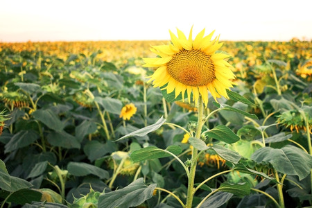 Standing out from the crowd on sunflower above all the rest.の写真素材