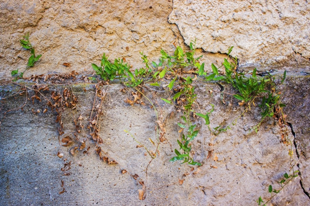 The plant grows on the old plaster on the wallの写真素材
