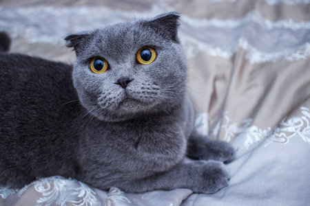 Close up of beautiful light grey cat play and looking in home.の写真素材