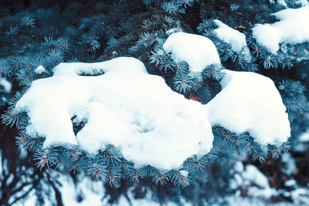 Sprig of christmas tree spruce Picea pungens covered hoarfrost and in snow on a white background with space for text.の写真素材