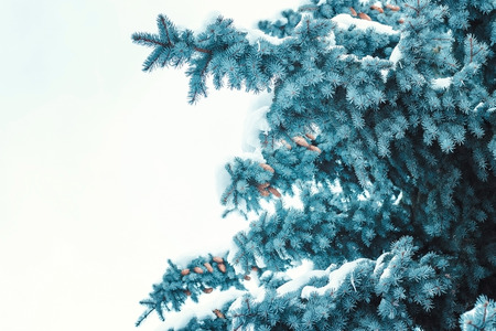 Background with snow-covered fir branchesの写真素材