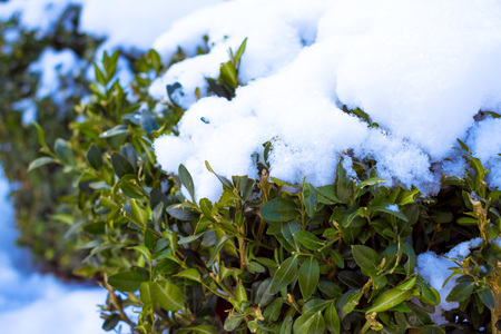 Evergreen buxus sempervirens plant covered by snowの写真素材