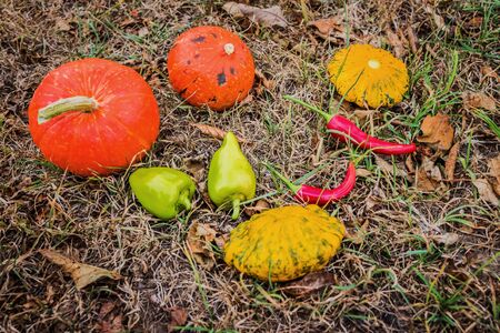 Autumn background, vegetables in dry grassの写真素材