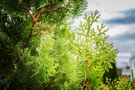 Coniferous branches against the skyの写真素材