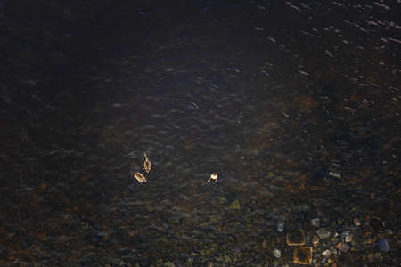 Wild ducks swim in the river, photo from the top from the bridge