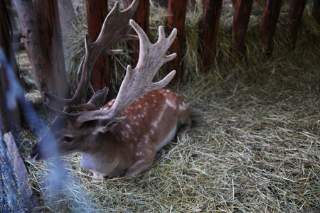 Beautiful animal. Spotted deer in an enclosure chewing dry grassの写真素材