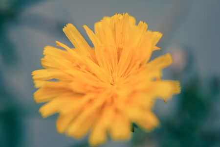 Dandelionの写真素材
