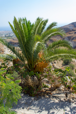 The tree of palm on the island of Santorini.の写真素材