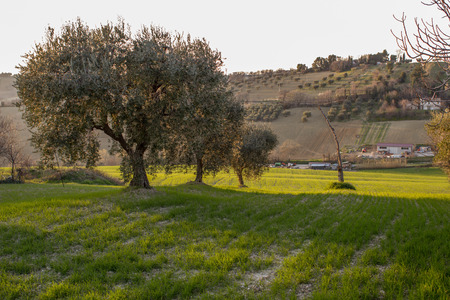 The land cultivated in the Italian hills among the olive trees.の写真素材