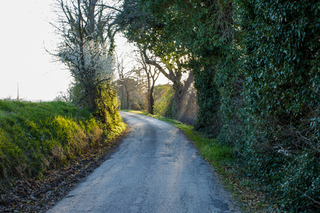 Country dirt road in the Italian hills. Sunbeams penetrate the sides between the trees.の写真素材