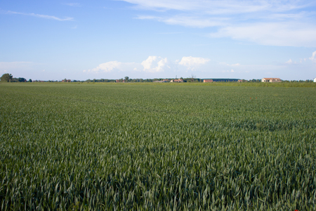 Cultivation of sprouted wheat in the Po Valley. Castelnovo di Sotto - Reggio Emliaの写真素材