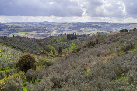 Landscape of the Tuscan hills with olive crops. The sky is cloudy.の写真素材