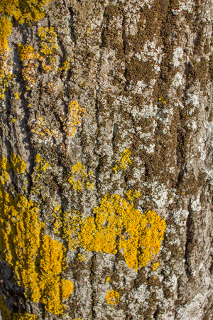 Tree bark with green and yellowish moss and lichensの写真素材