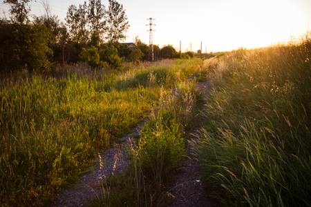 Country road infested by grass during sunset. Castelnovo di Sotto - Italyの写真素材