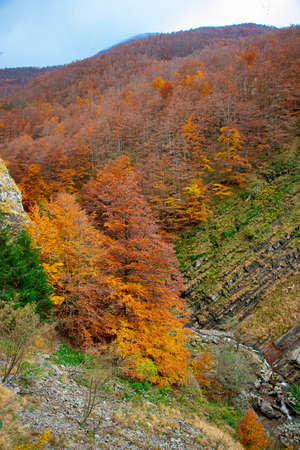 Typical deciduous forest in the Reggio Apennines (Ligonchio) during autumn in the change of color of the leaves. Typical foliage of the northern Apennines.の写真素材