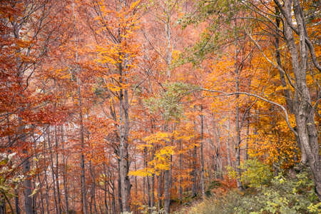 Typical deciduous forest in the Reggio Apennines (Ligonchio) during autumn in the change of color of the leaves. Typical foliage of the northern Apennines.の写真素材