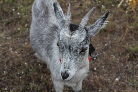 Young goat in the autumn pasture