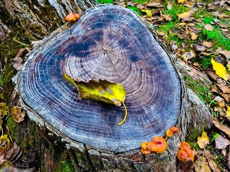 Stump with mushrooms near a treeの写真素材
