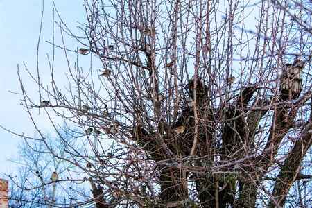 Birds on a tree Sparrows on a tree without leaves. Tree.の写真素材