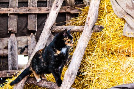 Cat plays on the stairs in the sennik staircase and catの写真素材