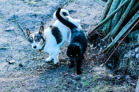 Best friends. Dog and cat. Do not spill water. Friends.の写真素材