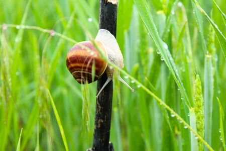 Snail on a branch among green grassの写真素材