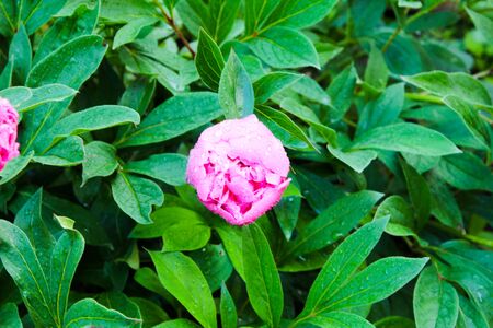 Peony bud blooms in our gardenの写真素材
