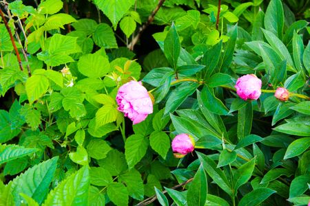 Peony blossoms in grandfather's gardenの写真素材