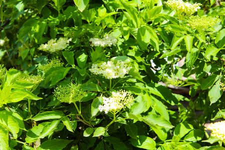 Green trees in a forest belt in Ukraineの写真素材
