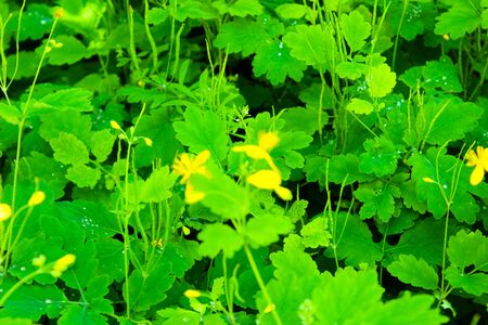 Green trees in a forest belt in Ukraineの写真素材