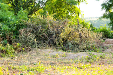 A pile of felled branches near the treesの写真素材