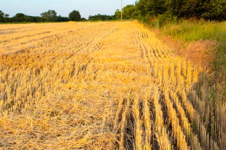 Mowed field of wheat stubble of mowed fieldの写真素材