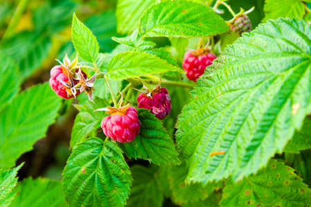 Raspberry berry beckoned us to itself red raspberries with green leaves