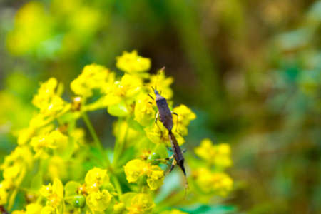 Bud of flowering milkweed with small mammals on itの写真素材