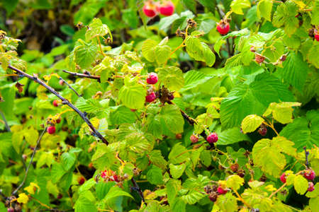 Raspberry berry beckoned us to itself red raspberries with green leaves