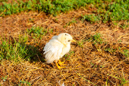 Little orphaned white chick lost and stands like an orphan