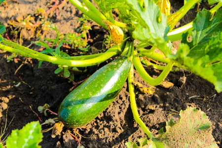 Zucchini fruits in the garden zucchini blossomsの写真素材