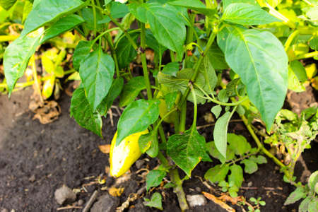 Young fruits of bell pepper in the garden in summer Ukraine