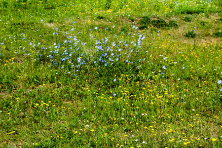 Glade with wild blooming flowers photo from the side of Ukraineの写真素材